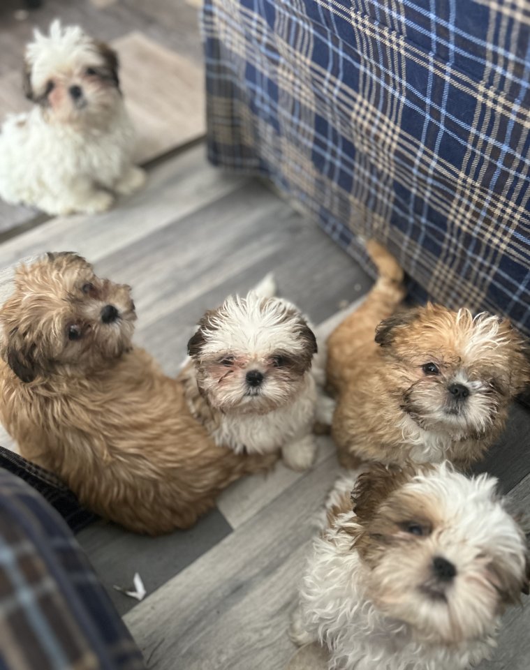 Reinrassige Shi-Tzu Welpen - Hunde - Osterode am Harz