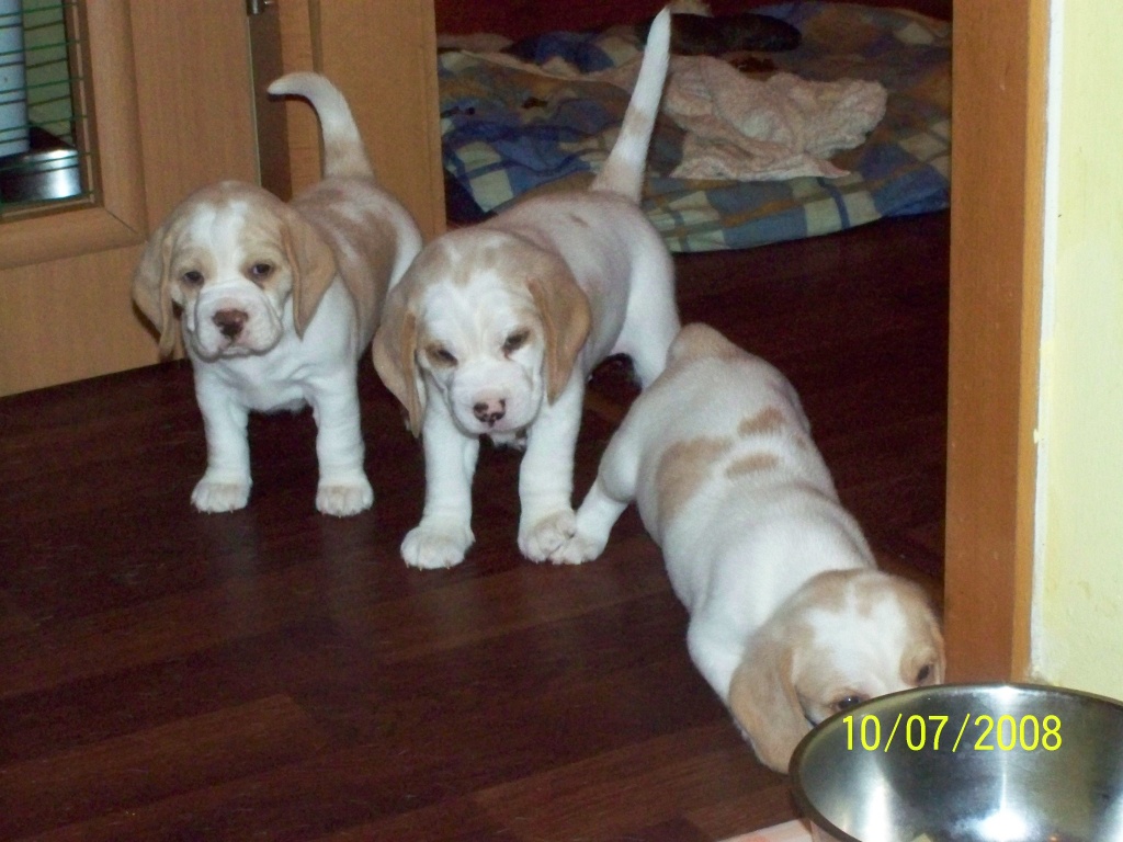 Bicol. Beaglewelpen - Hunde - Calbe Saale