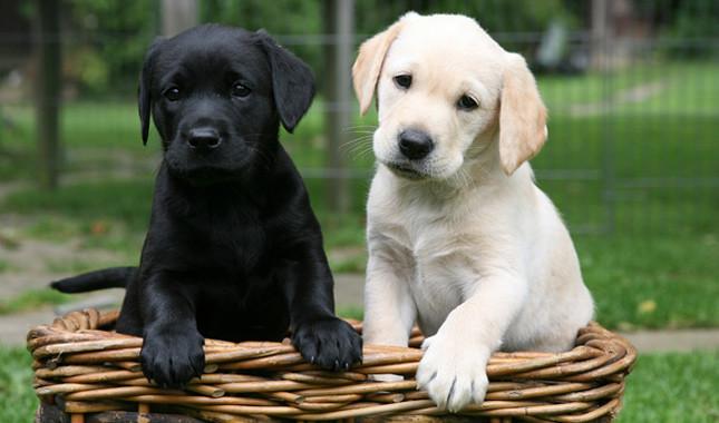 Labrador welpen mit Papieren Welpen - Hunde - Mannheim