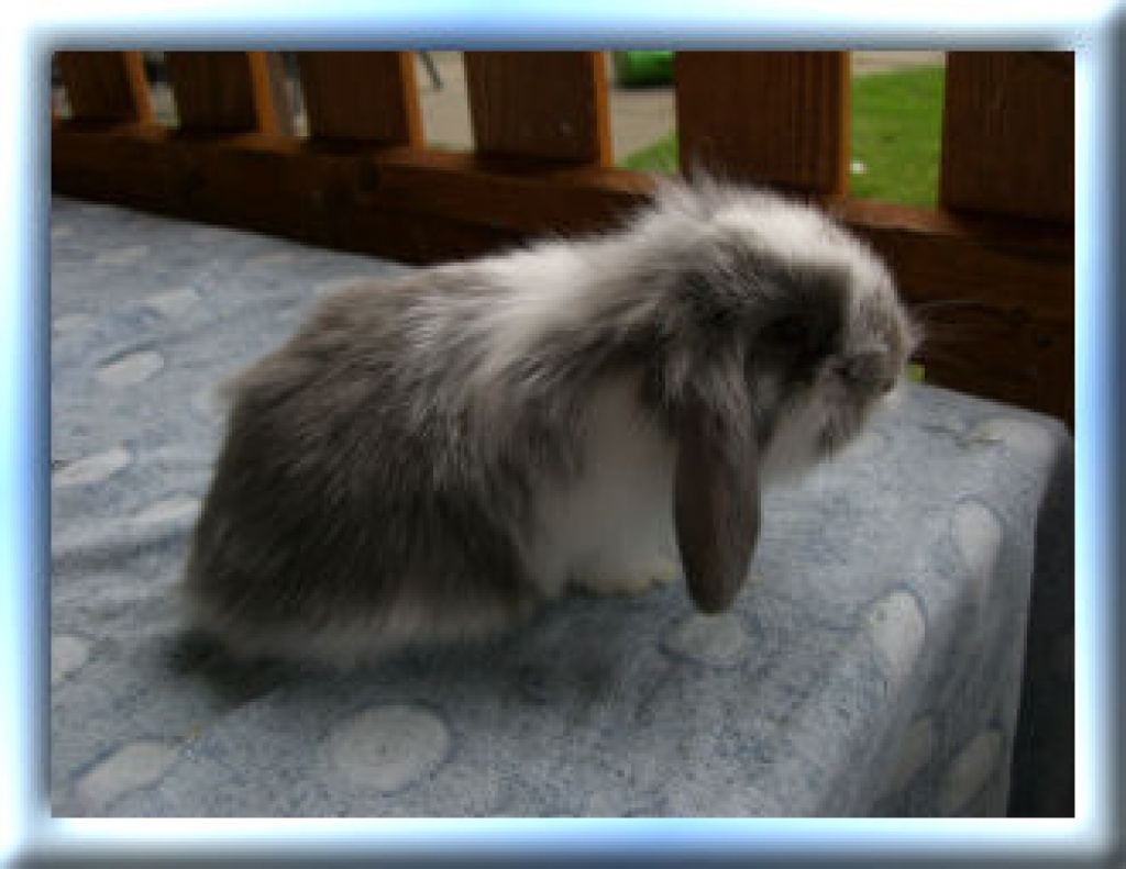 Zwergkaninchen abzugeben - Nagetiere - Breitenfelde