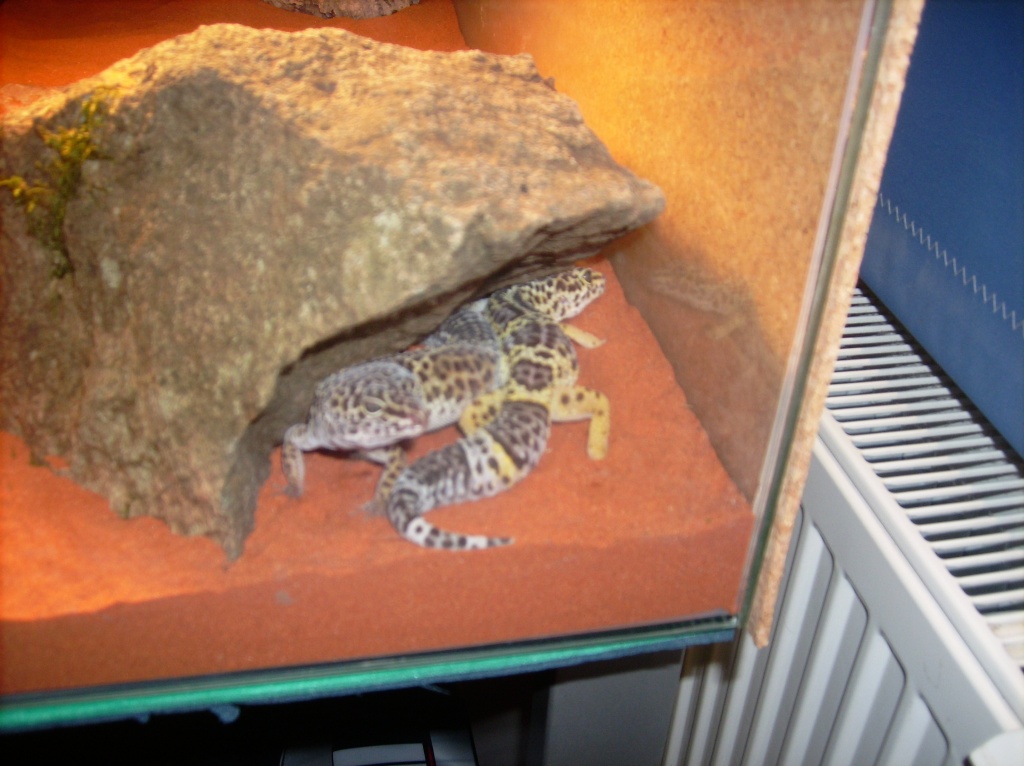 2 Leopardgeckos in gute Hände abzugeben - Reptilien - Bad Endbach