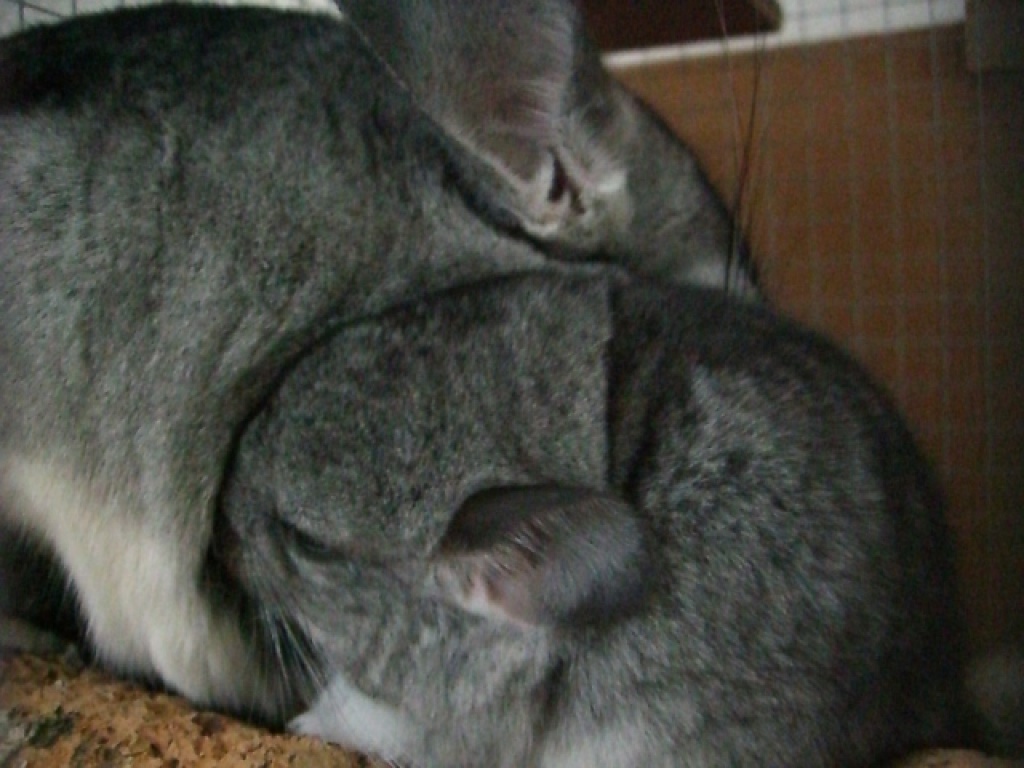Chinchilla-Baby (w, geb. 12.10.07) abzugeben ab 01/08 - Nagetiere - Leipzig