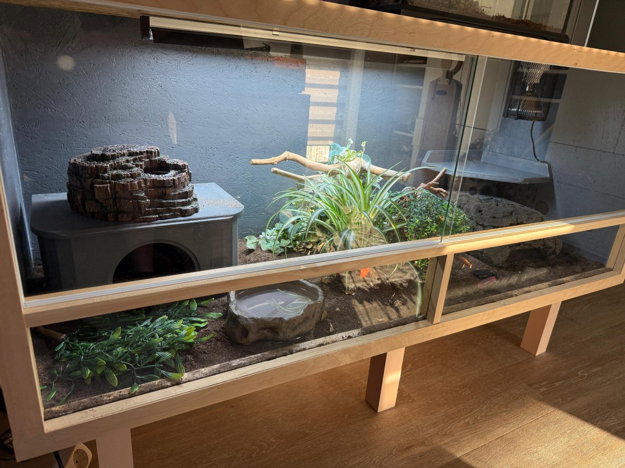 Königspython mit OSB Terrarium 150x60x60 mit Technik - Reptilien - Würselen