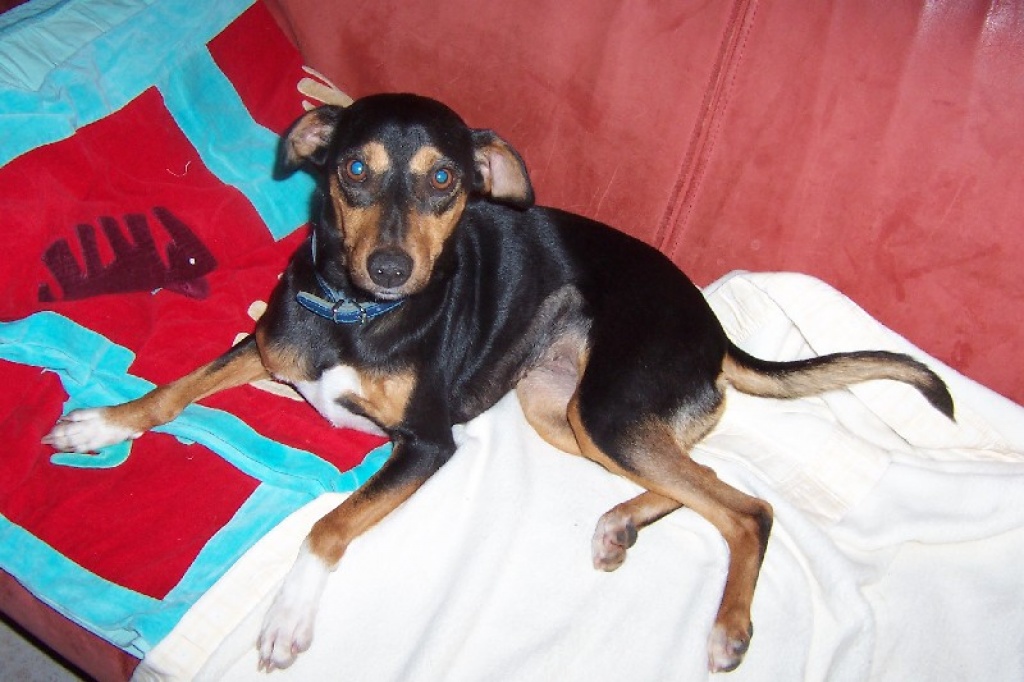 IDA hat es geschafft ... jetzt fehlt ihr nur noch ... - Hunde - 59192