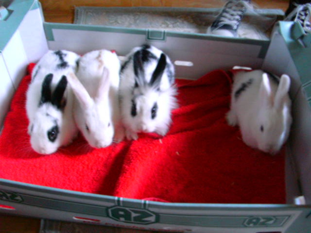 Süsse Kaninchenbabys zu verschenken - Nagetiere - Hofheim am Taunus