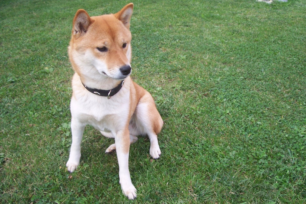 Sonja´s Mobiler Hundeservice/Hundebetreuung - Hunde - Stulln