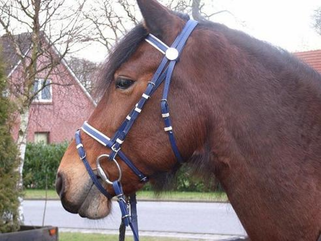 Biete Reitbeteiligung auf Deutscher Reitponystute - Pferde - Scheeßel