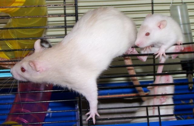 Super süsse Rattenbabys KOSTENLOS ABZUGEBEN! - Ratten - Berlin
