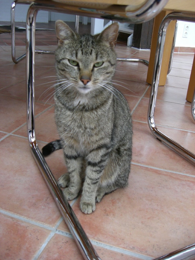 Kater, getigert Nützen/Kaltenkirchen entlaufen - Entlaufen Zugelaufen - Nützen