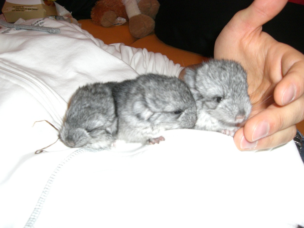 Chinchilla-babys - Nagetiere - Heilbronn