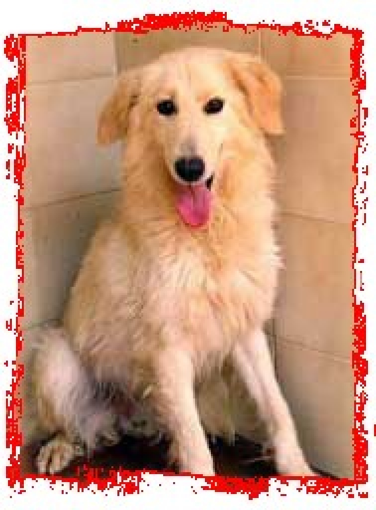 Ganz liebe 3jährige Dame sucht ein Zuhause! Vom Tierschutzverein Gandhi - Hunde - Ulm