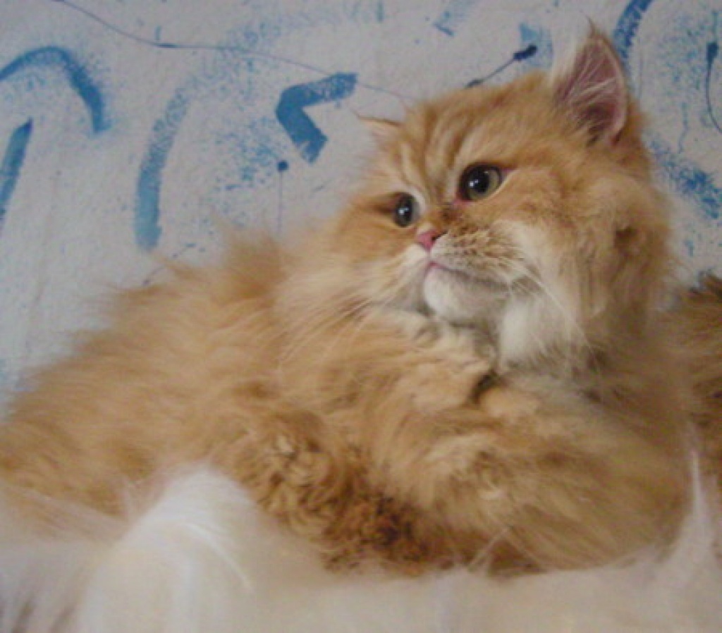 Perser Babys 6 Monate alt mit Stammbaum - Katzen - Ostfriesland