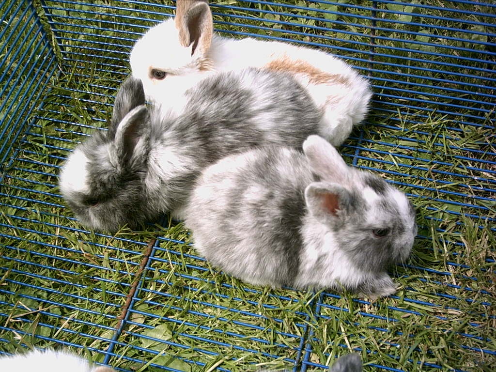 SÜSSE ZWERGKANINCHEN ZU VERKAUFEN - Nagetiere - Kissing