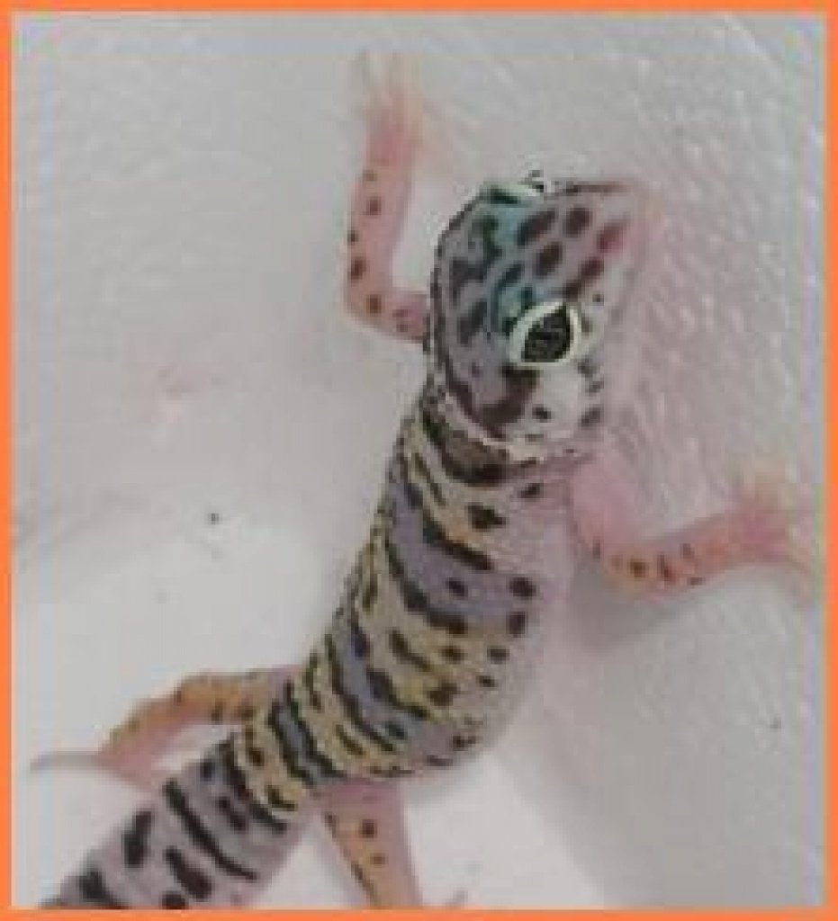 Leopardgeckos, Farbformen - Reptilien - Münster