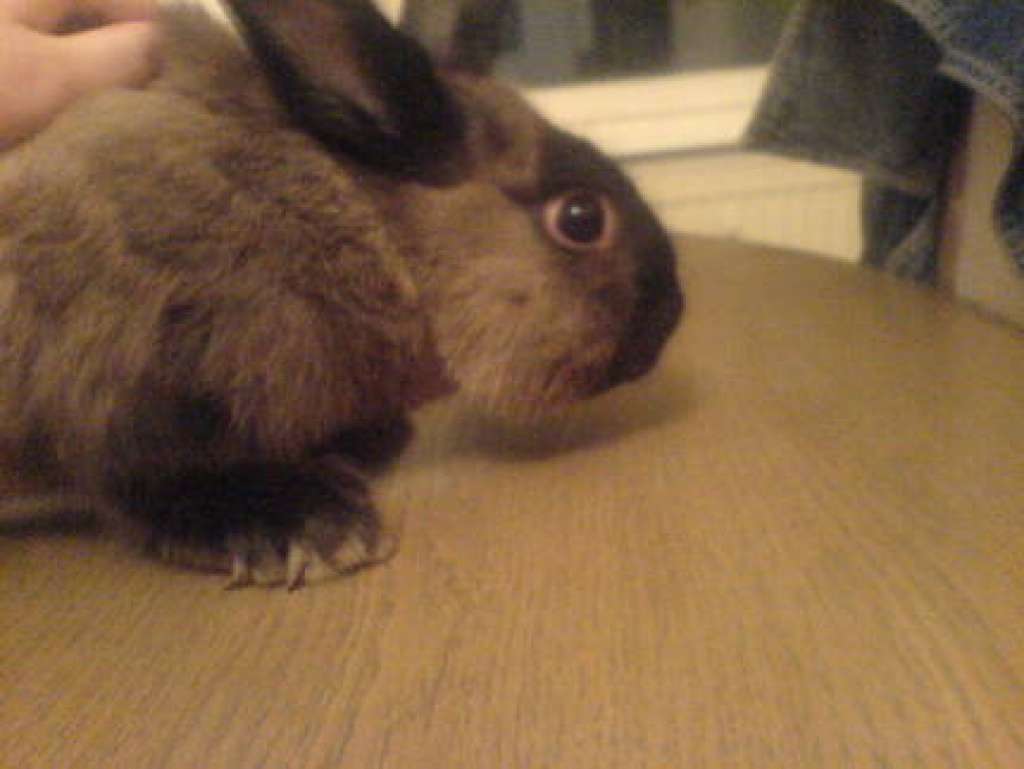 Der Doctor und Rose suchen dich - Nagetiere - Berlin