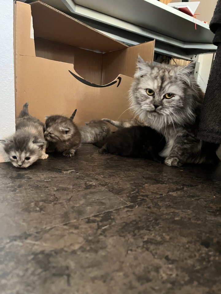 Wunderschöne Perser-Mix Katzenbabys suchen liebevolles Zuhause - Katzen - Schortens
