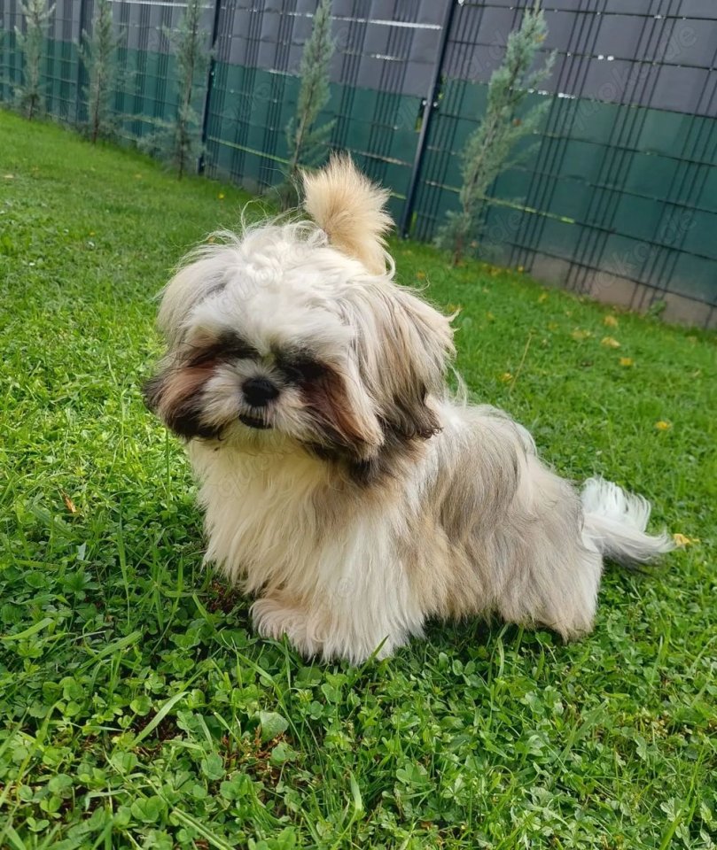 Bobby, 6 Monate, reinrassiger Shih Tzu - Hunde - Zalacsány