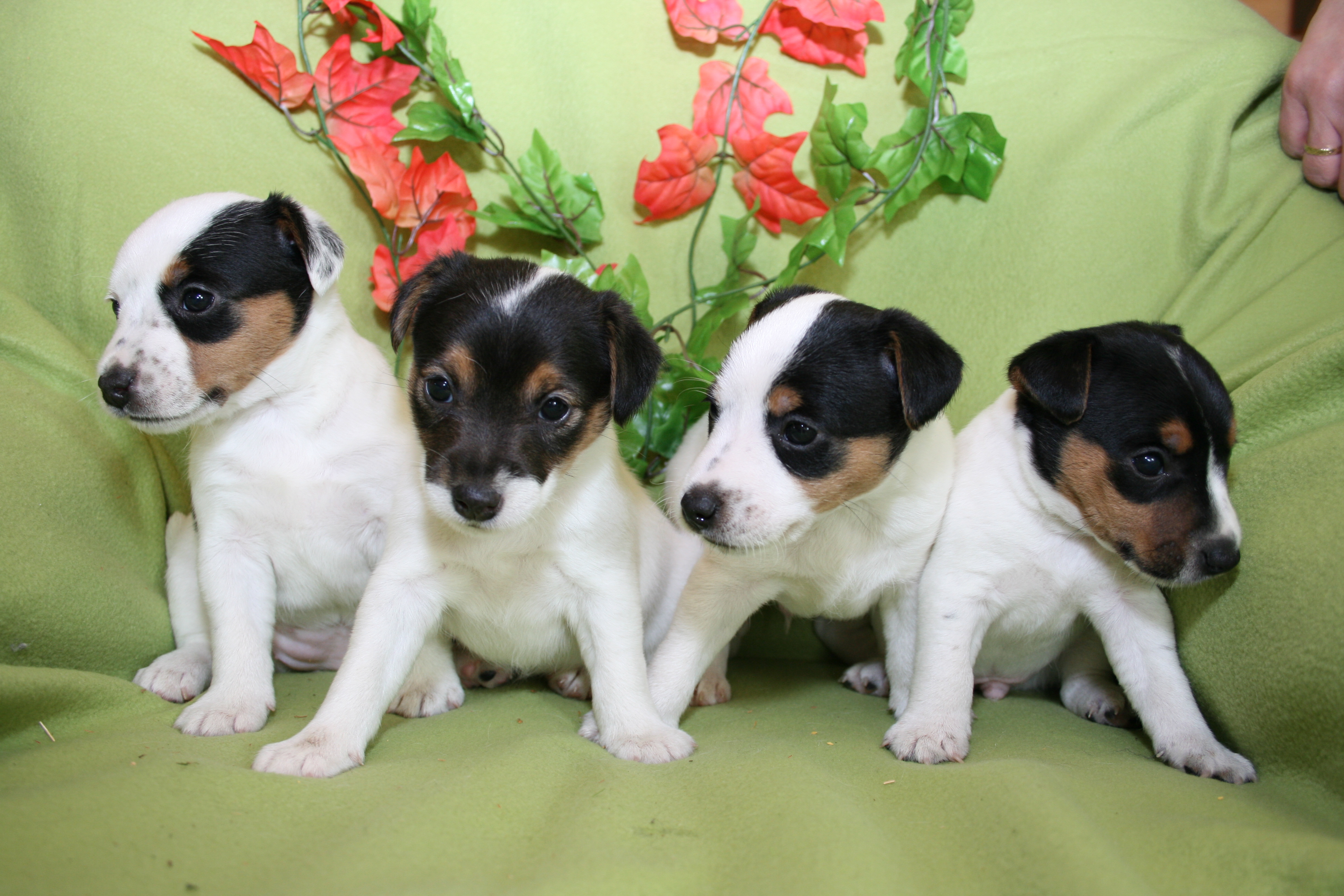 Parson Jack Russell Terrier Welpen zur Abgabe - Hunde - Mühlhausen Thüringen