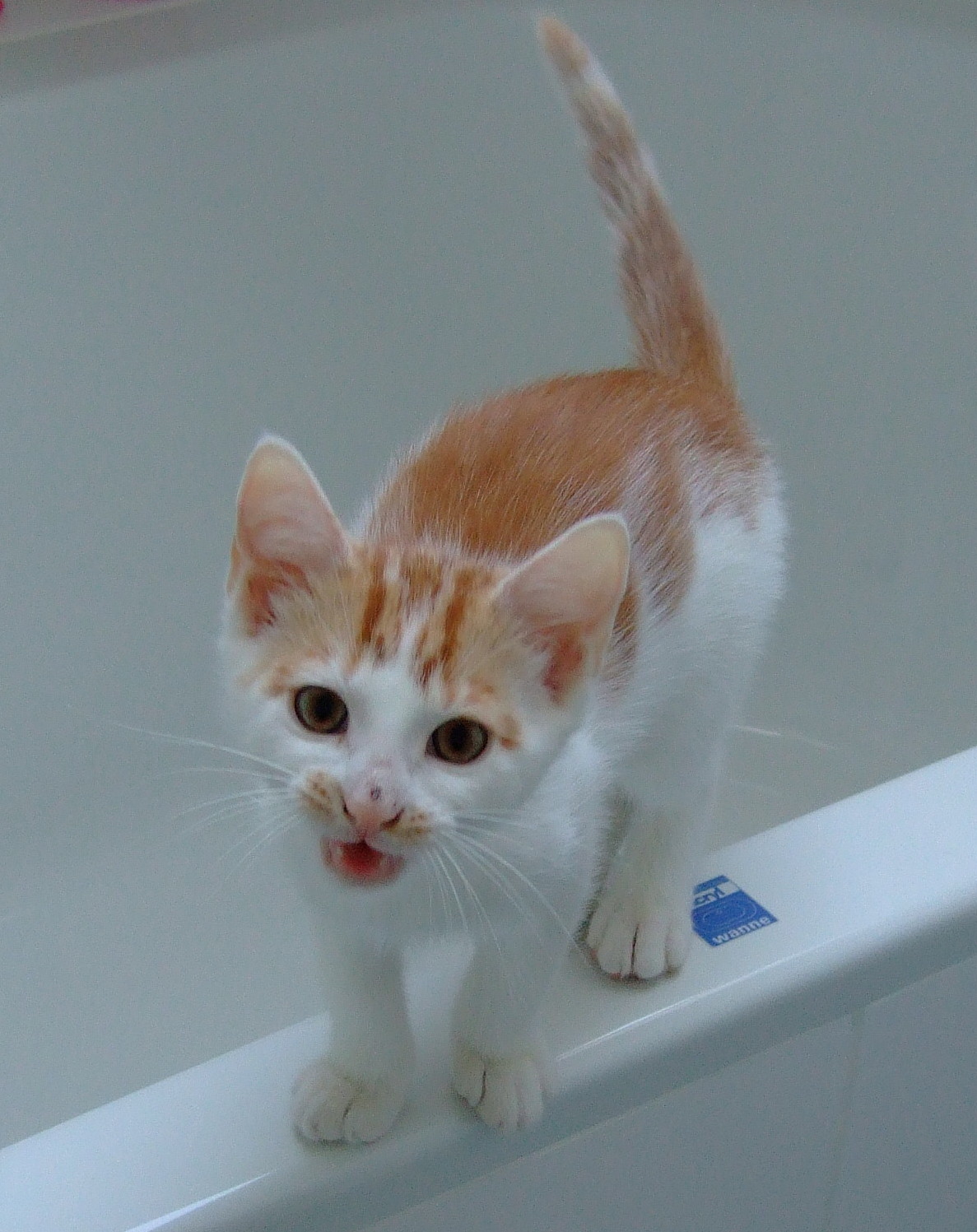 Tatzenservice.de  mobile Katzenbetreuung / Catsitting in Hannover - Katzen - Hannover