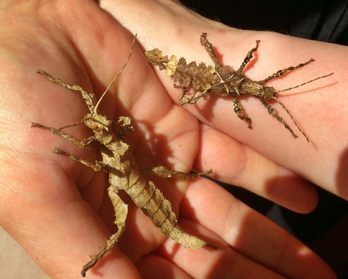 Heteropteryx dilatata - Insekten - Bochum