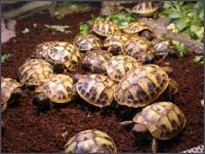 Biete Griechische Landschildkröten Nachzucht 2021 - Reptilien - Castrop Rauxel