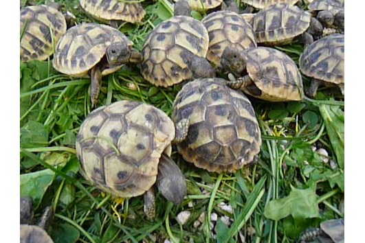 Landschlidkröten Griechische und Maurische 2021 / 2021 und ältere Tiere - Reptilien - Schallenburg