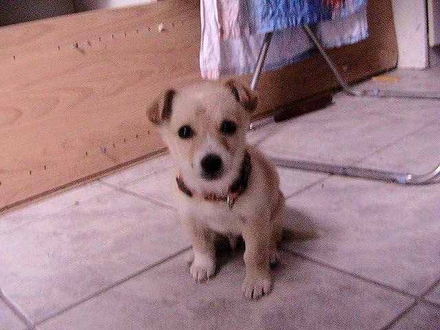 Jack, ein Hundebaby ohne Mama - Tiere In Not - Nassau