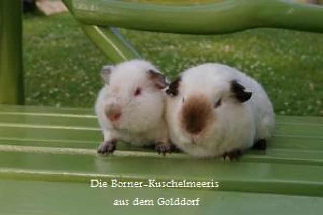 Hübsche Meerimädels sind auszugsbereit...... - Meerschweinchen - Brüggen