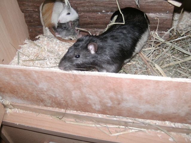 4 Liebe Rattenjungs suchen nach einem neuem Heim !!!!  - Ratten - Hannover