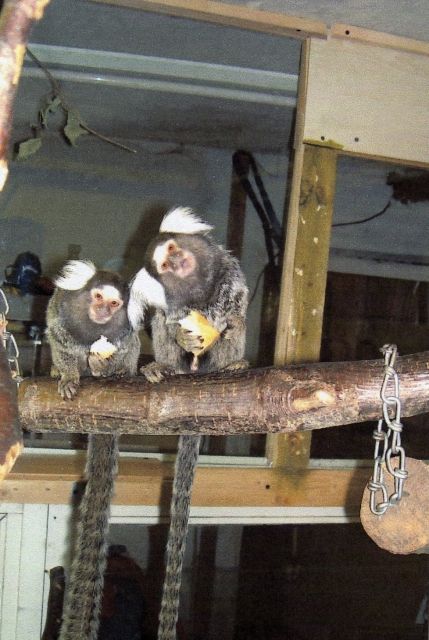 Pinselohraffen - Sonstige Haustiere - Hänchen/Kolkwitz (bei Cottbus)