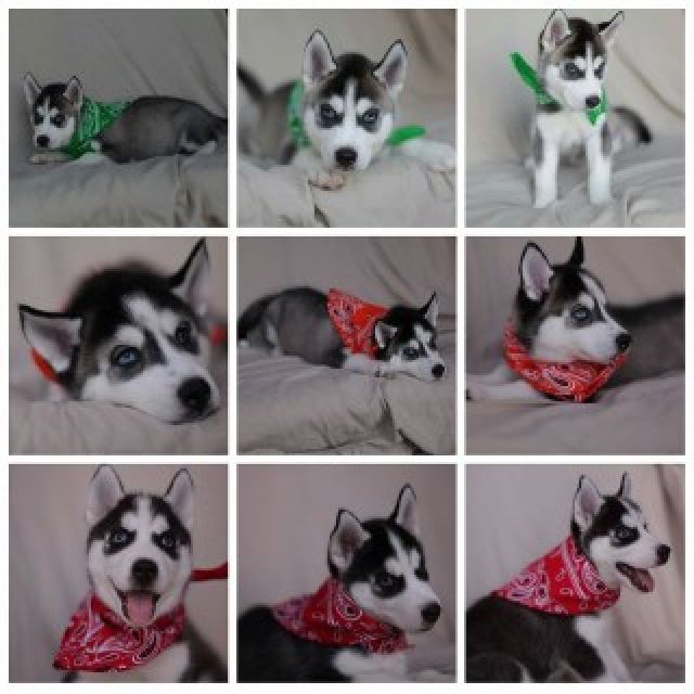 WUNDERSCHÖNE reinrassige Siberian Husky welpen - Hunde - Dortmund - Dortmund-Scharnhorst