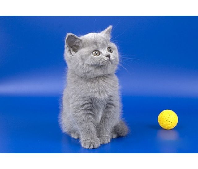 Katzen Verkaufen Britisch Kurzhaar Und Scottish Fold