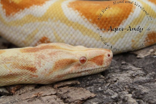 Boa constrictor albino sharp line DNZ 2010 ab 400,-€ - Reptilien - Volkach