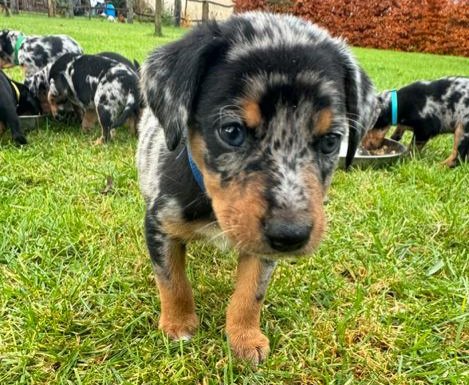 Australian Shepherd-Deutscher Pinscher-Welpen - Hunde - Malschwitz