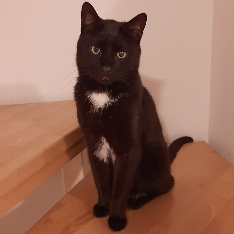 BLACKY - männlich 5 Jahre europäische Kurzhaarkatze Gechipt Kastriert - Katzen - Lauf an der Pegnitz