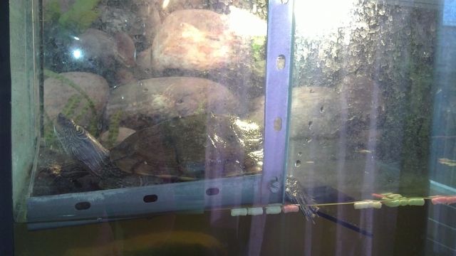 Verkaufe eine seltene 2-Höcker-Wasserschildkröte mit allem Zubehör!!! - Sonstige Haustiere - Alfter