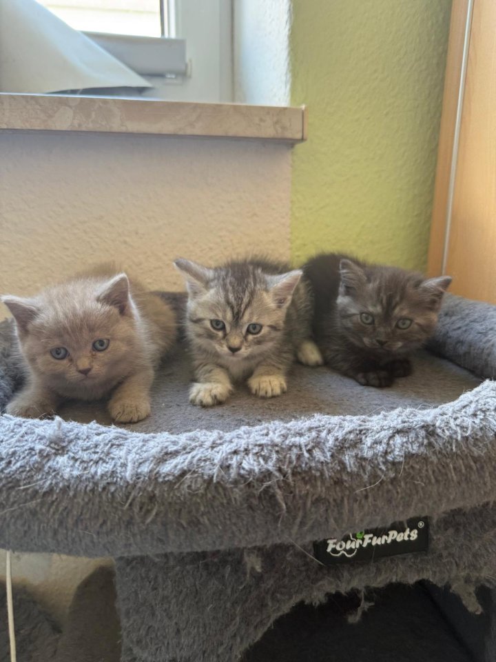 Noch 3 süße BKH Kitten suchen ab Anfang September ein neues zu Hause! - Katzen - Halle (Saale)