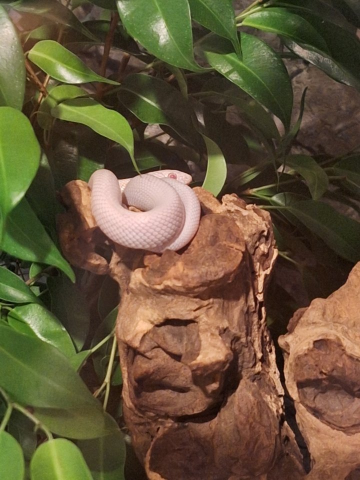 Kornnatter Schlangen - Reptilien - Erfurt