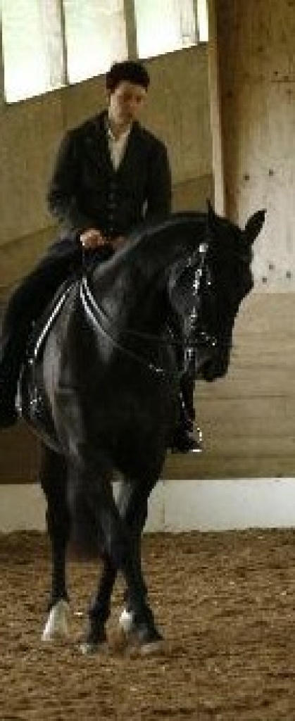 Akademische Reitkunst - Beritt und Unterricht (auch mobil) - Reitunterricht - Simbach am Inn