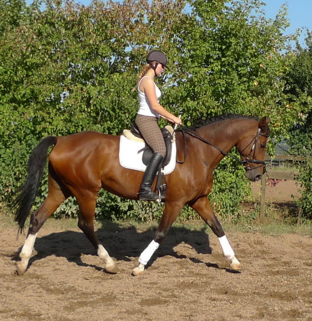 Suche Reitbeteiligung in Herford und Umgebung - Pferde - Herford