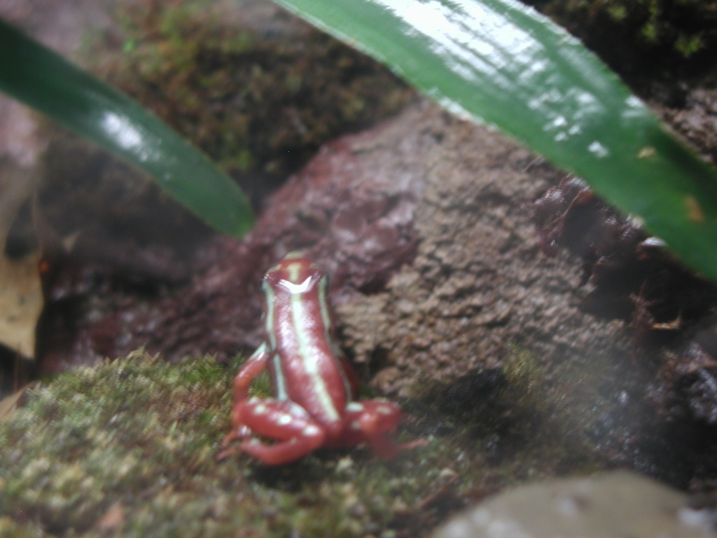 Epipedobates tricolor NZ08 blutsfremdes Pärchen - Amphibien - Berlin