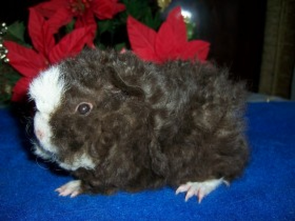 Alpaka- und Peruanermeerschweinchen - Nagetiere - Berlin