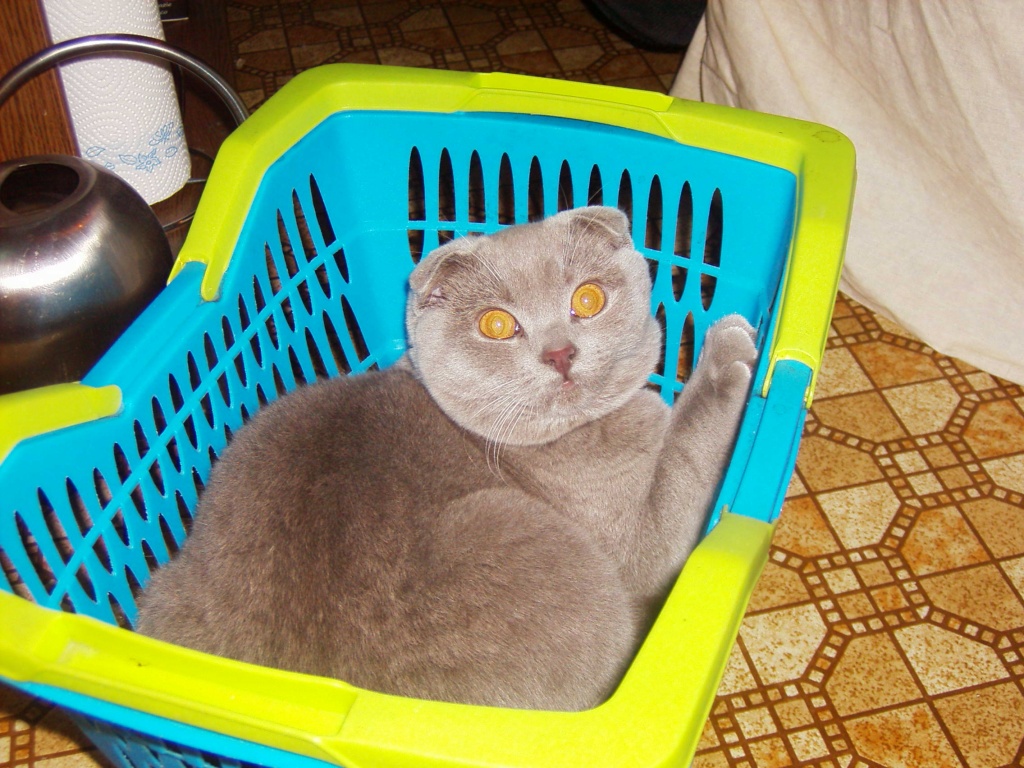 Deckkater Scottish Fold (Faltohrkatze) für BKH ! - Katzen - Kleve