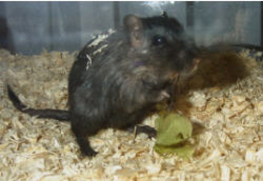 Degus und wüstenmäuse zu verkaufen - Futtertiere Allgemein - Übersee