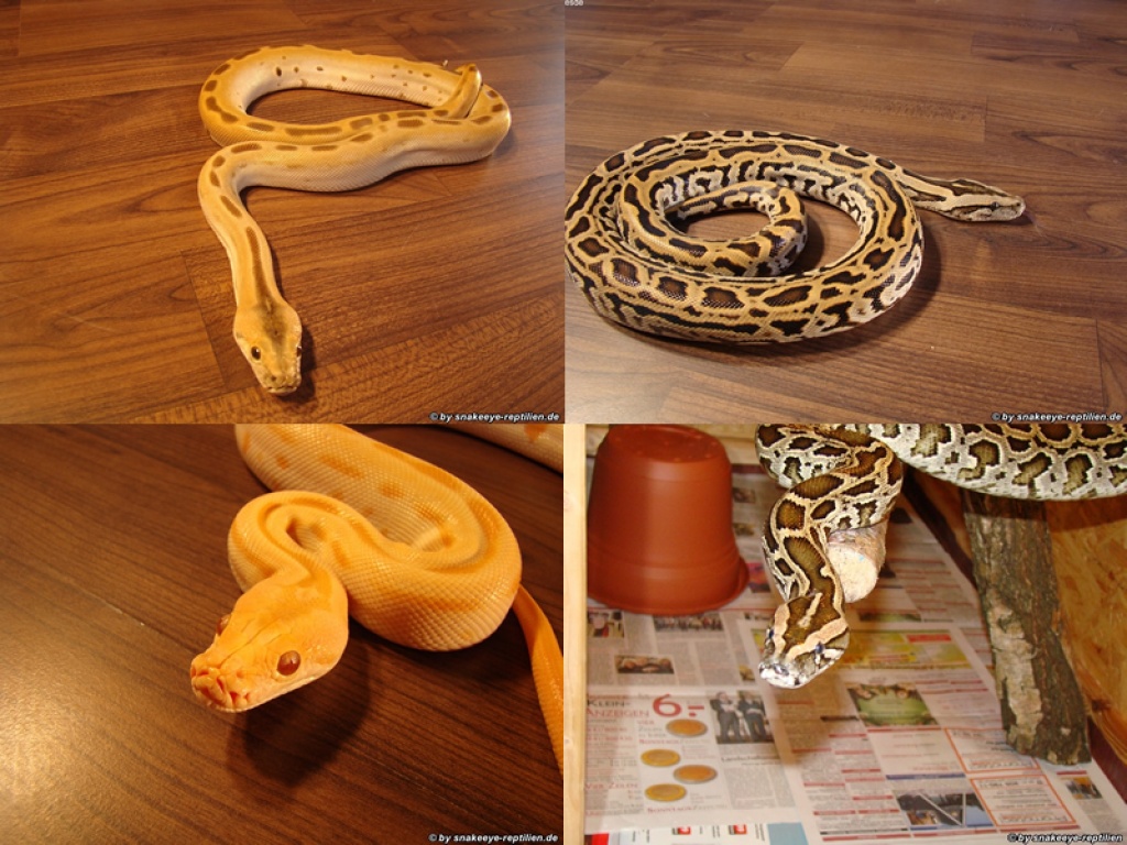 4 besondere Tigerpythons zu verkaufen - Reptilien - Oldenburg