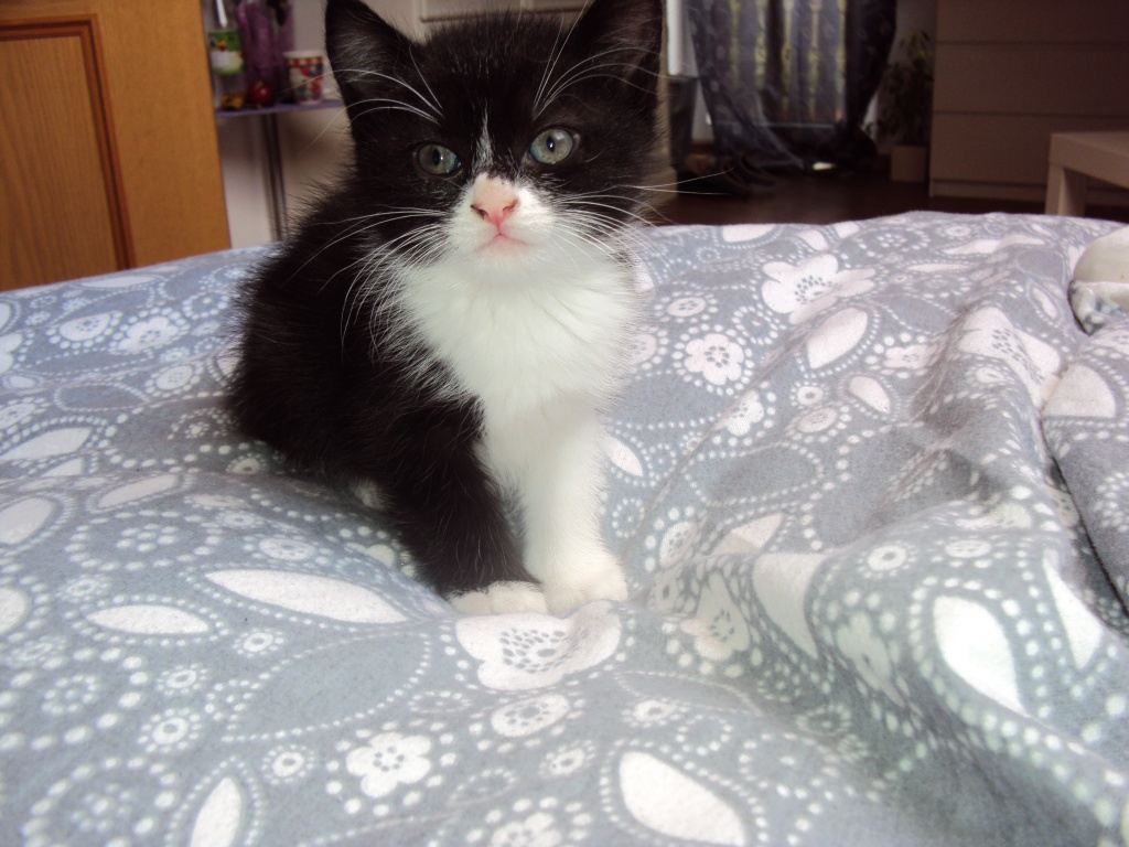 5 Perser/Waldkatzen Mix kitten 8 Wochen alt - Katzen - Bonn