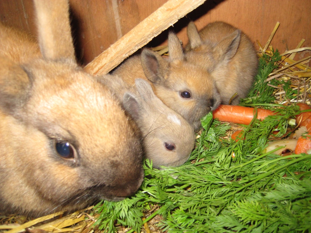 Zwergkaninchenbabies in liebevolle Hände abzugeben - Nagetiere - Zeuthen