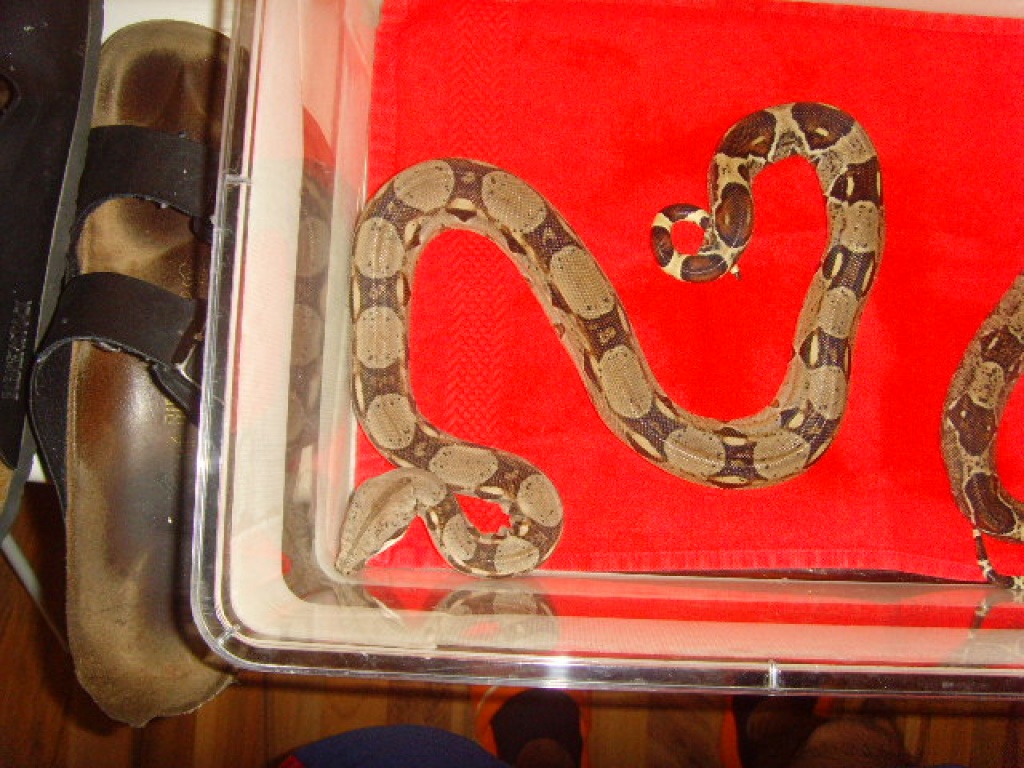 2. Boa imperator (Kaiserboa) NZ 08 250€ oder Taschen - Reptilien - Ettlingen