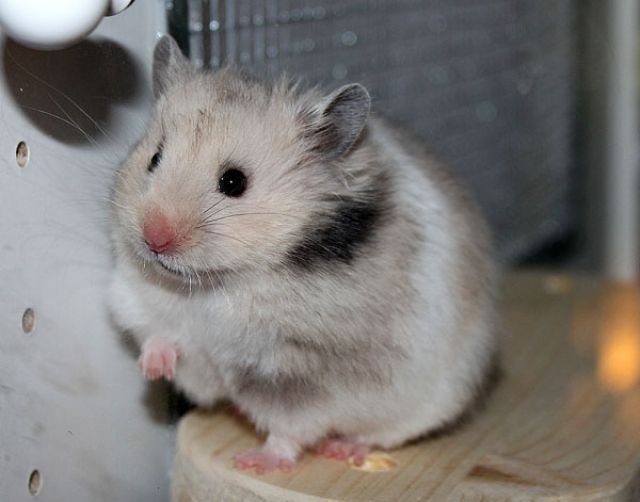 Süsses Teddyhamsterchen sucht neuen Körnergeber - Hamster - Braunschweig