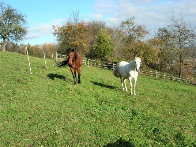 Tolle Aussenställe frei PLZ 63776 - Pferde - 